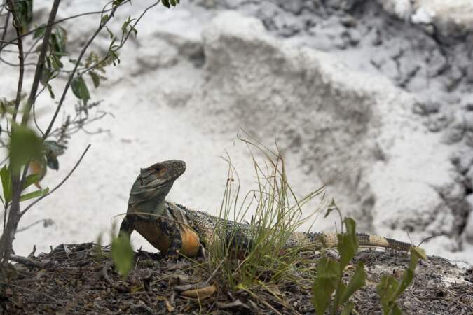 Costa Rica : Iguane dans le parc du Rincon de la Vieja