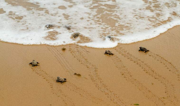 Des petites tortues sur la plage de Maio