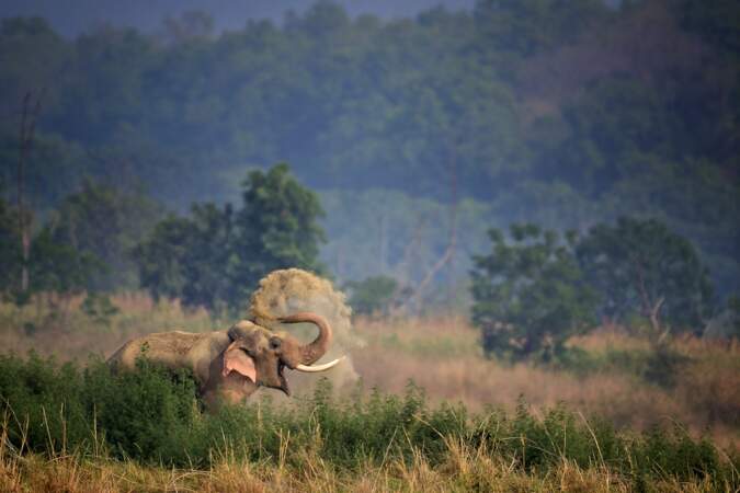 Elephant d'Asie, parc national Jim Corbett, Inde