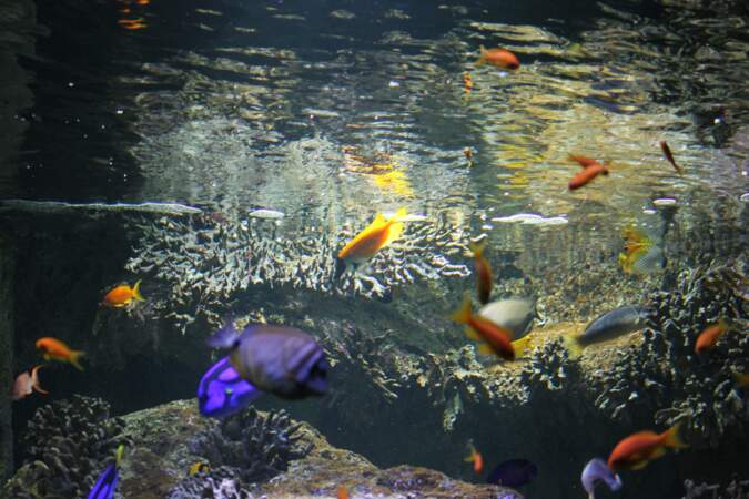 L’aquarium de Vannes