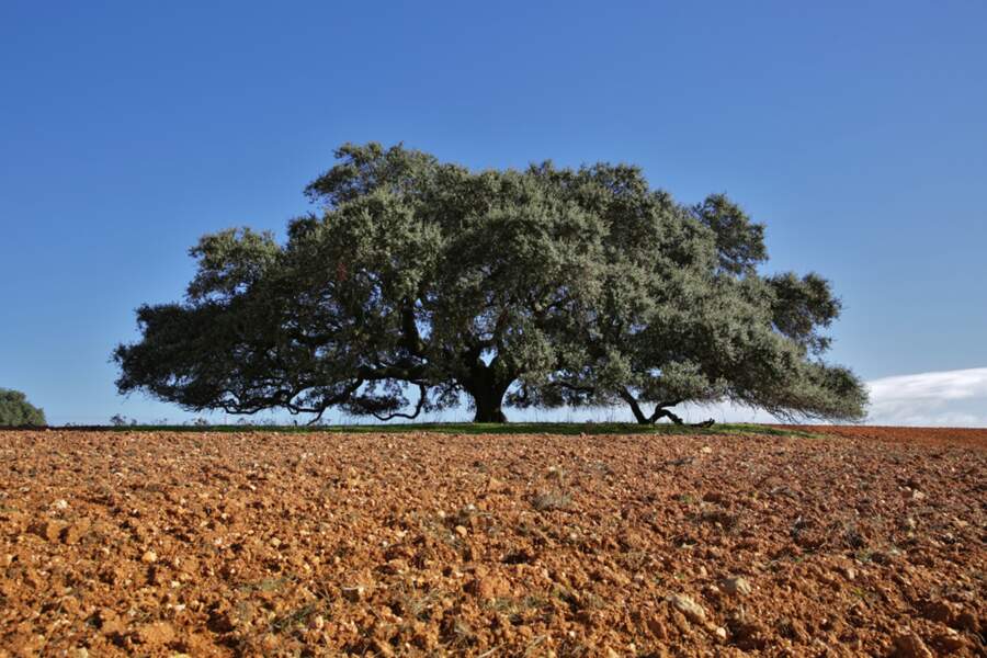 3/ Portugal : le chêne séculaire de Monte Barbeiro