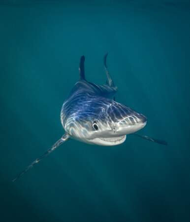 Requin bleu, Rhode Island, Etats-Unis