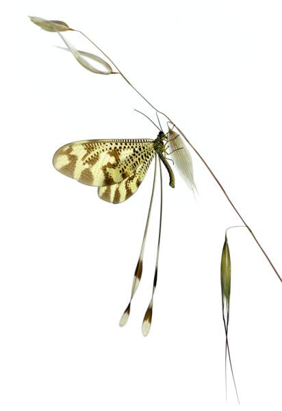 Minute, papillon ! Nemoptera bipennis, Ávila, Espagne