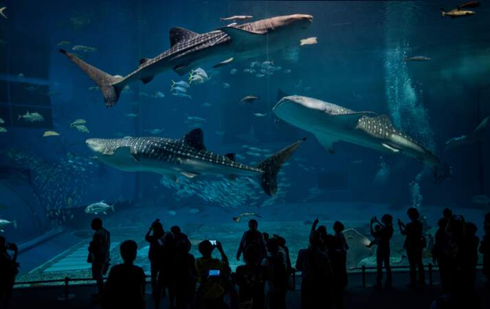 Show à l'aquarium d'Okinawa
