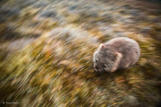 Wombat en fuite