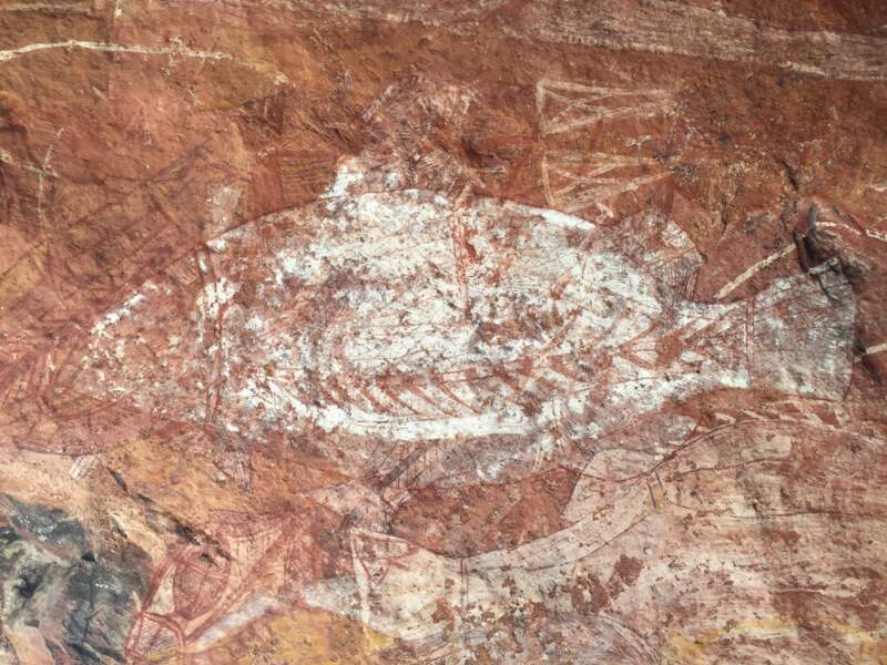 Sur les parois, les artistes aborigènes inventoriaient leurs animaux fétiches…