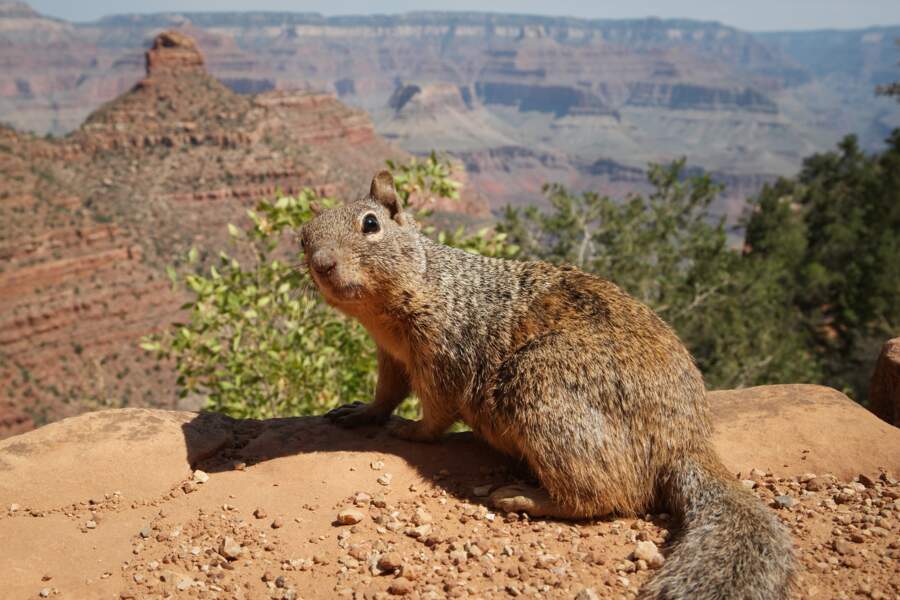 5 - L'animal le plus dangereux du Grand Canyon est un... écureuil 