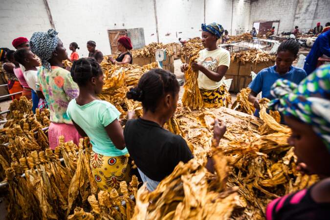 Du blé, du tabac et des bananes sur 158 hectares