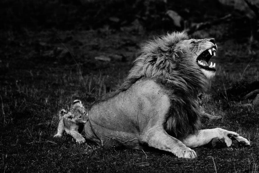  Lion se faisant mordre par son lionceau, réserve nationale du Masai Mara, Kenya