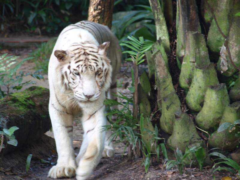 Le zoo de Singapour