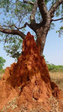Termitière géante aux effets bénéfiques pour les sols