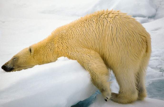 Ours polaire fatigué, Svalbard, Norvège