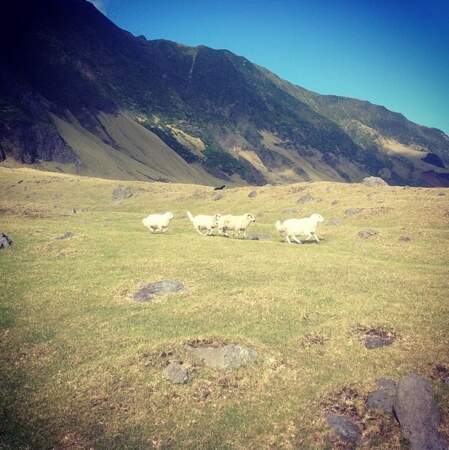 Le peuple de l'herbe : 600 têtes de moutons élevées et 400 à l'état sauvage.
