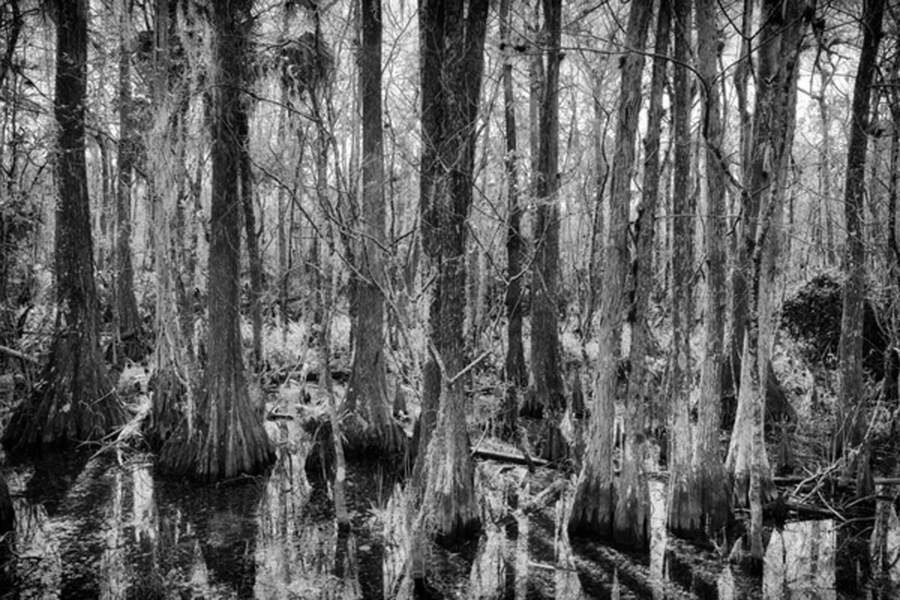 Le plus grand écosystème de mangrove du continent américain