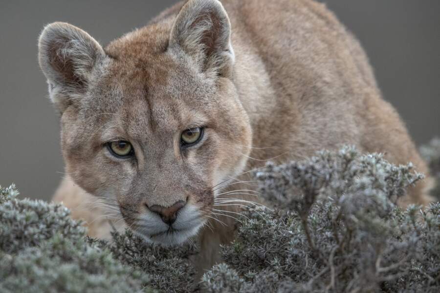 Puma sauvage de Patagonie – Catégorie "nature"