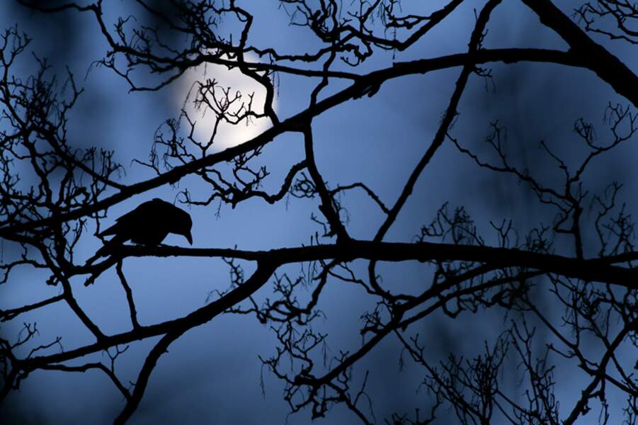 Le corbeau au clair de lune / Gideon Knight, vainqueur 2016 catégorie jeunes photographes 