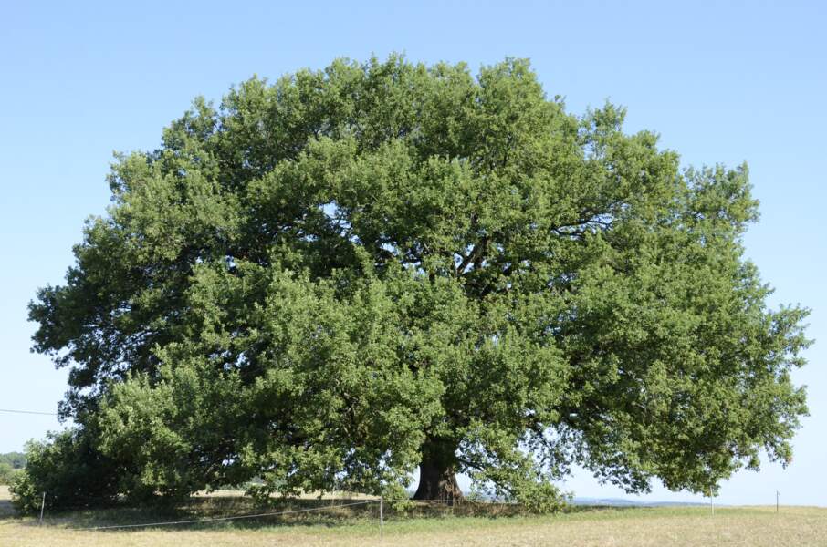 Le chêne de Tombebœuf, le sage feuillu de Lot-et-Garonne