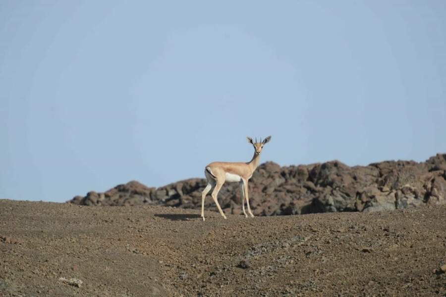 Photo prise à Djibouti par le GEOnaute : jol