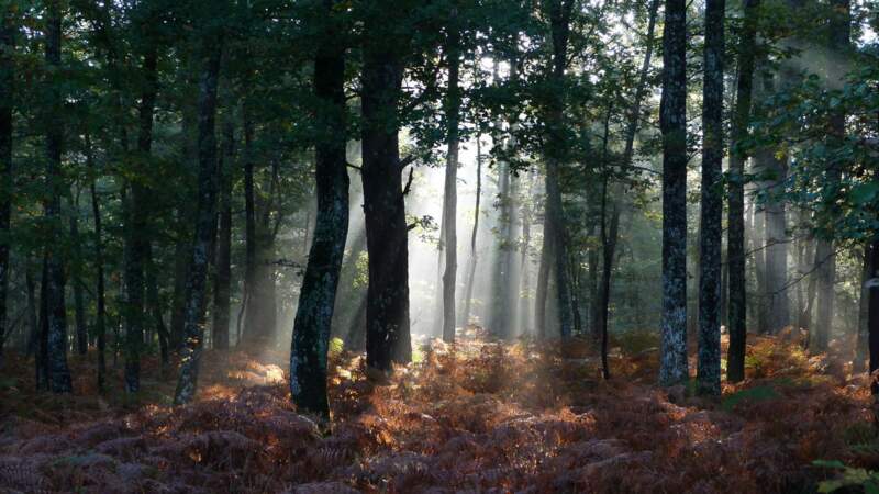 Forêt à l'aube, par David R