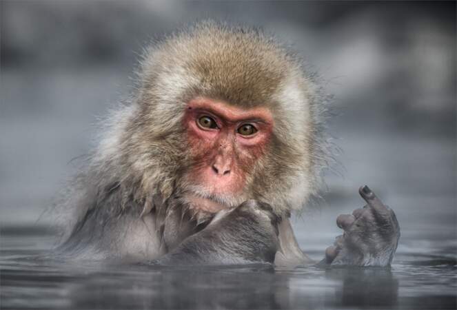 Are you talking to me ? (macaque japonais, parc aux singes de Jigokudani, préfecture de Nagano, Japon)