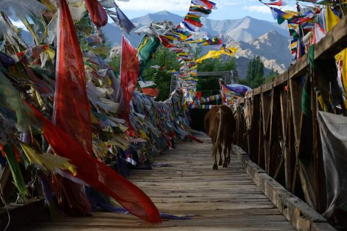 Drapeaux à prières, Ladakh