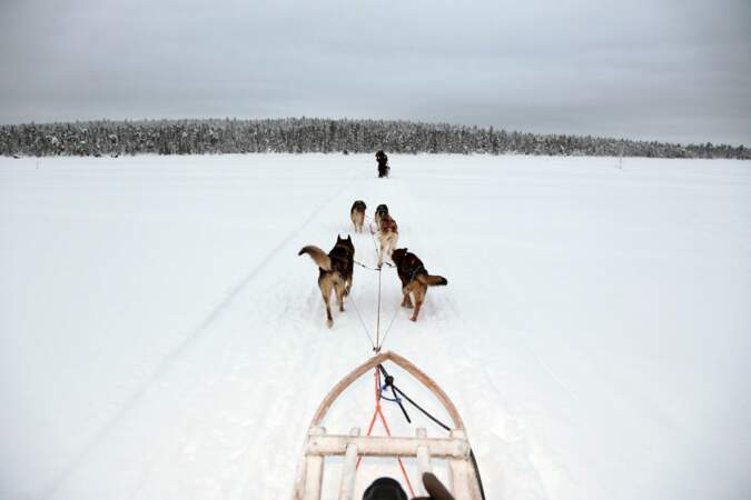 Chiens de traineaux en Laponie finlandaise