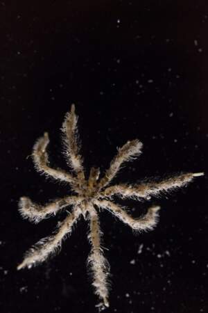 Araignée de mer de l’espèce des pycnogonides antarctiques