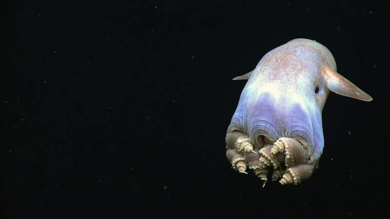 L'octopode dumbo