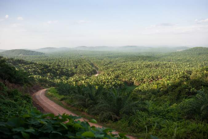 Monoculture de palmiers à huile