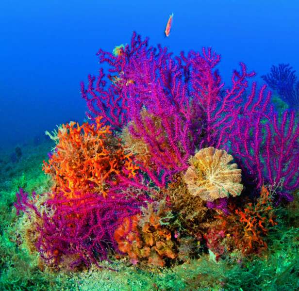 2015 : le blanchissement des coraux