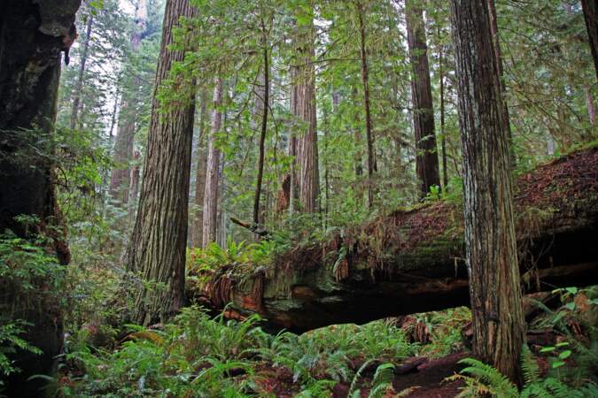 Le parc national de redwood