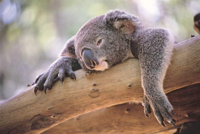 Le koala, lui aussi, dort 14 heures par jour. Mais en captivité, il peut dormir jusqu'à 22 heures !