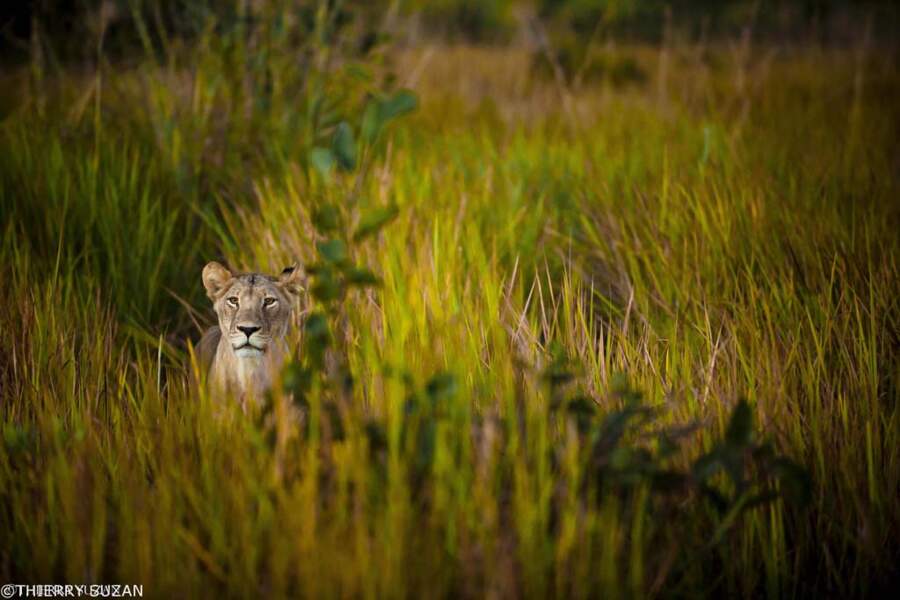 Lionne à l'affût dans l'Okavango