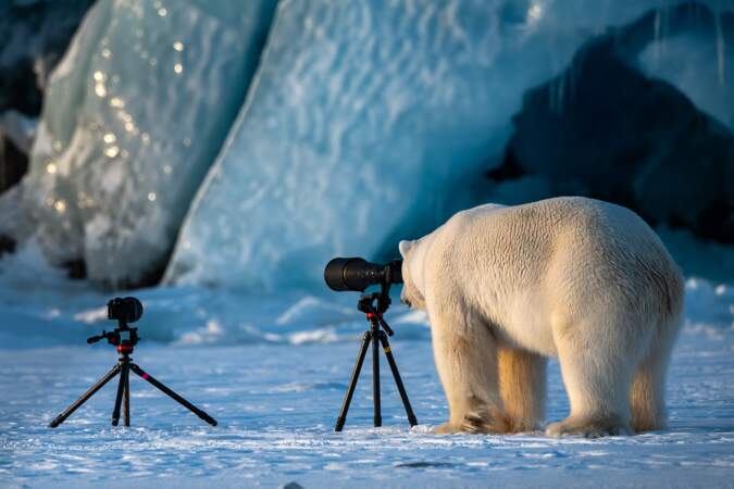 Futur paparazzi ? Svalbard, Norvège