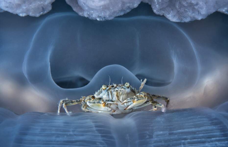 Un crabe médusé sur l'île italienne de Procida