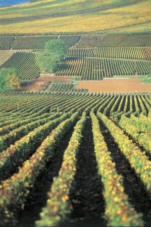 Vignes près de Pommard et Meursault
