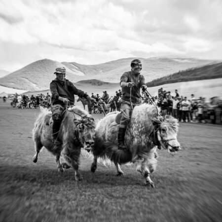 Le festival du yak