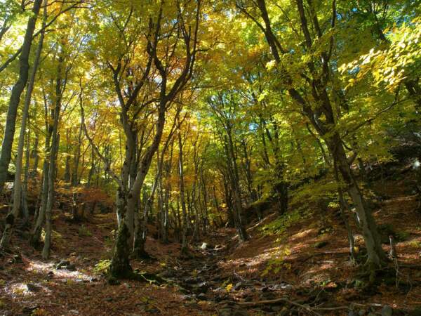 Forêts primaires de hêtres des Carpates et d’autres régions d’Europe