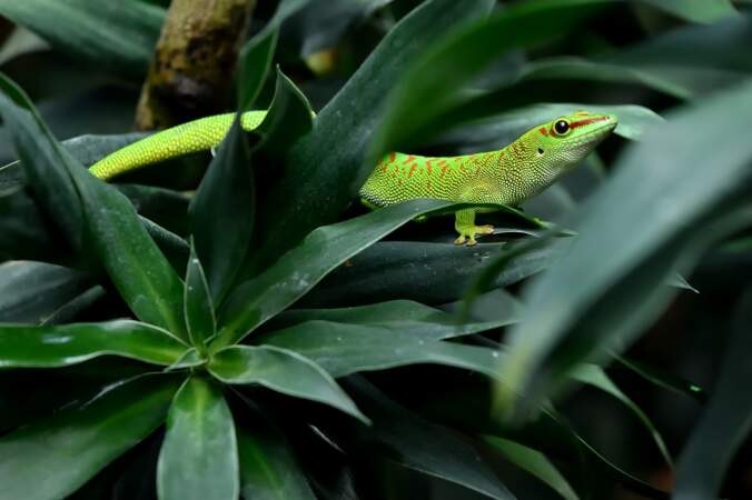 Gecko Géant de Madagascar
