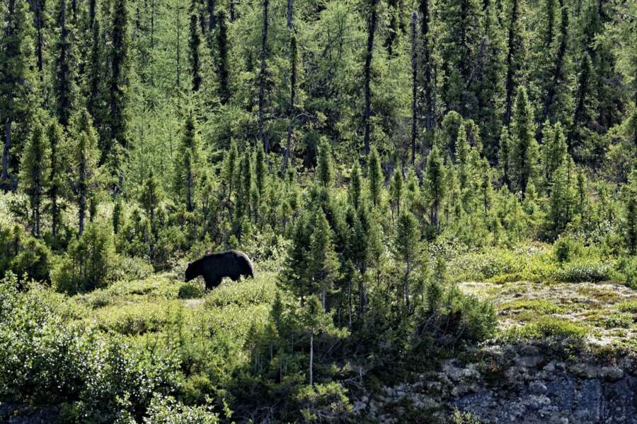 À proximité des rivières, l'ours noir vient concurrencer les pêcheurs