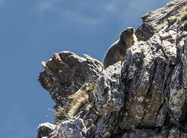 Les marmottes alpines pour seules voisines