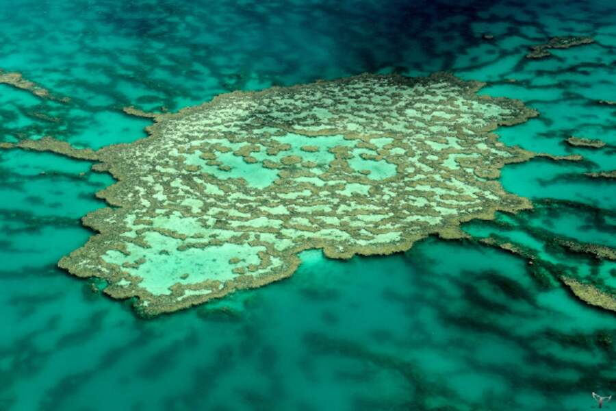 Grande Barrière de corail (Australie)