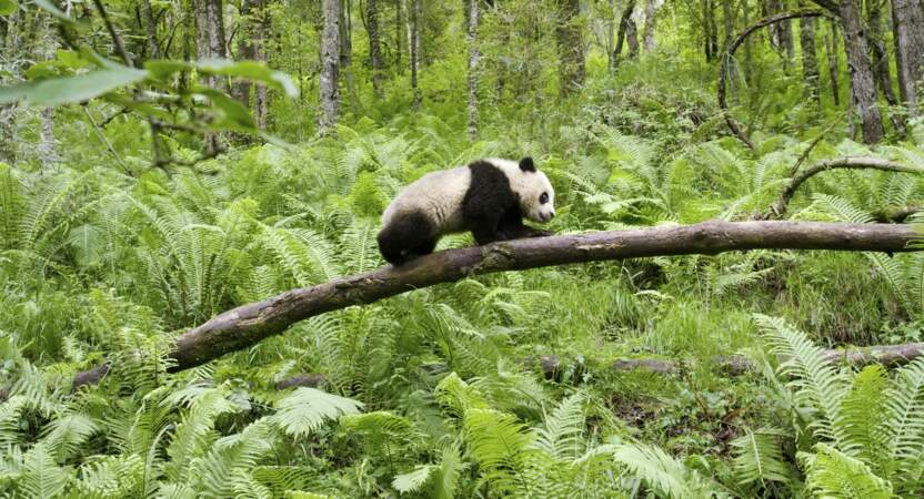 Panda du Sichuan, en Chine