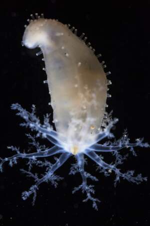 Concombre de mer de l’espèce des holothuries antarctiques