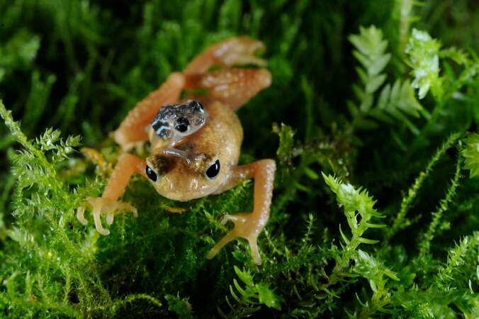 Le crapaud Nectophrynoides asperginis