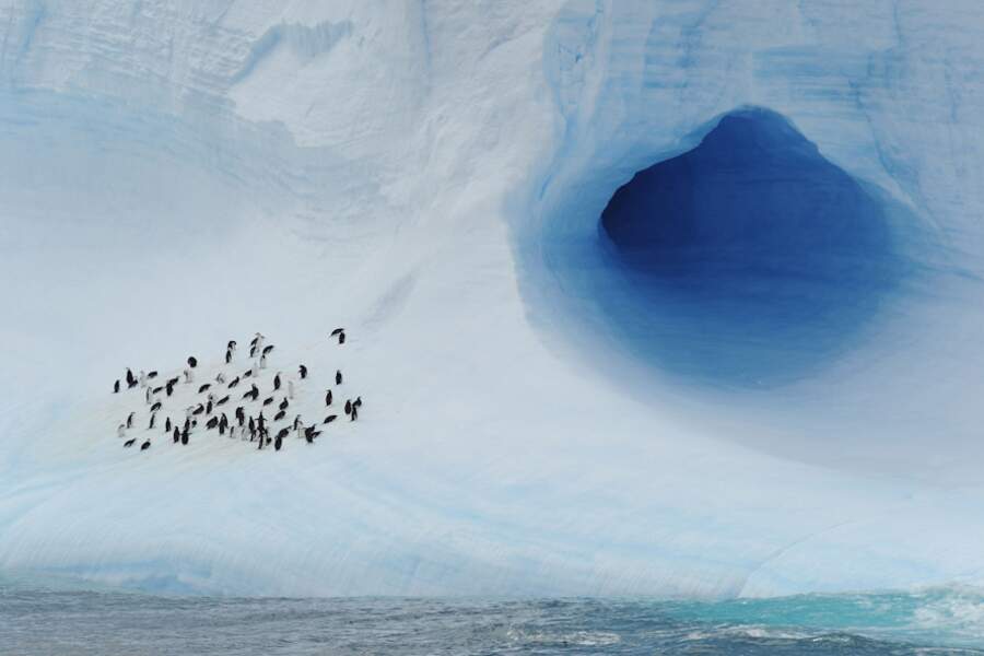 Colonie de manchots - Antarctique
