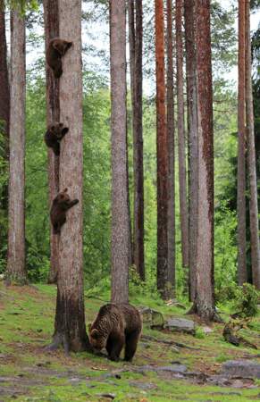 Colonne d'ours bruns, centre de Martinselkonen, Finlande
