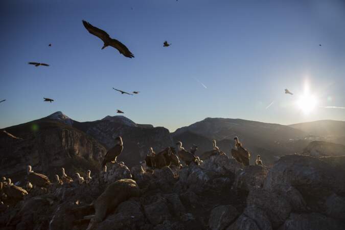 120 vautours fauves sont fixés autour du village de Rougon