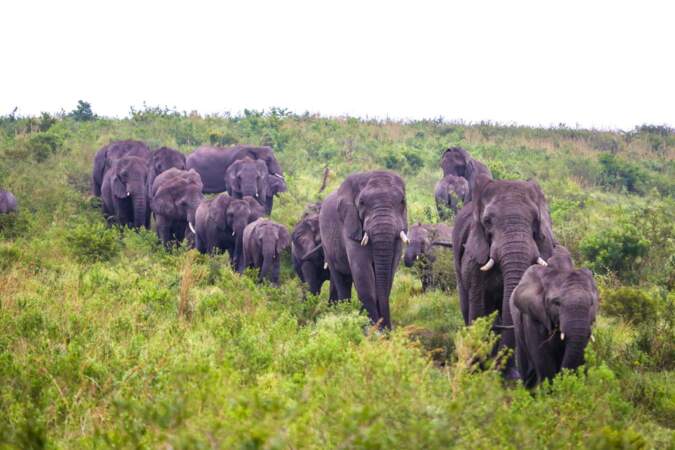 Un troupeau d'éléphants en guise de premiers pensionnaires