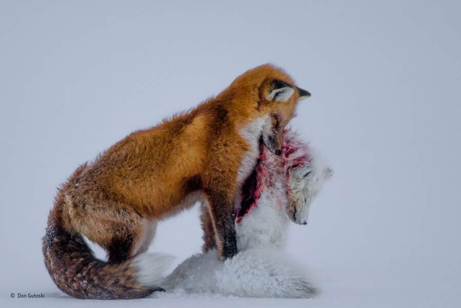 Premier prix : Renard roux et renard blanc / Cap Churchill, Canada